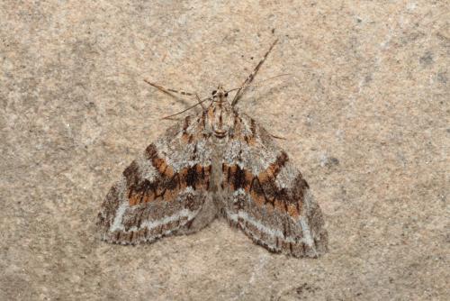 Réf. 226 551 : Trichopteryx polycommata